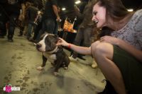 2016(gu)eXXXoticaչչ^(2)DƬ31
